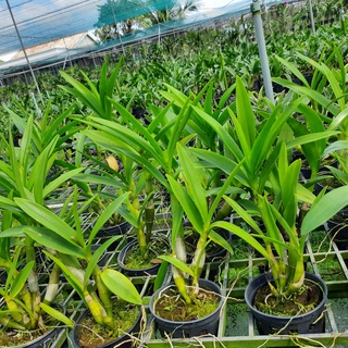 Hoa Lan Dendro Nắng Tre Xanh Thơm