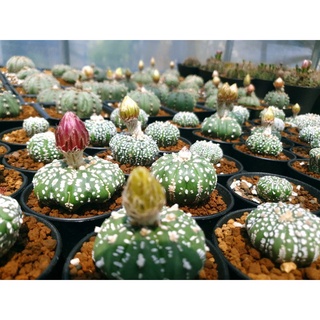 Hạt giống xương rồng aster 200 h
