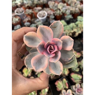 sen đá Hồng dâu var size 8cm