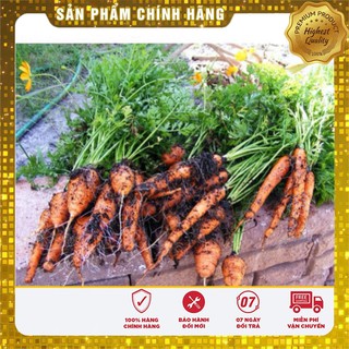 Hạt Giống Cà Rốt Mini(100 hạt)