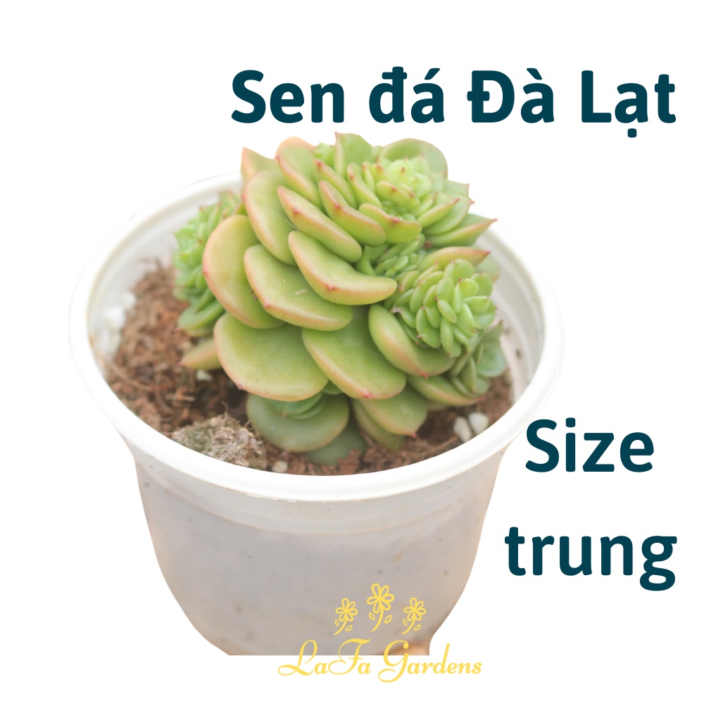 Sen đá hồng hà lan xanh ngọc, xuất xứ từ vườn sen đá LAFA GARDEN