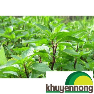 Hạt giống húng quế 200 hạt