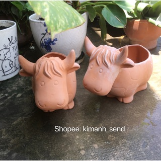 Chậu đất nung bò sữa ú ( vui lòng đọc kỹ lưu ý ạ)