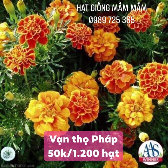 Vạn thọ pháp mix màu 50k/1.200 hạt