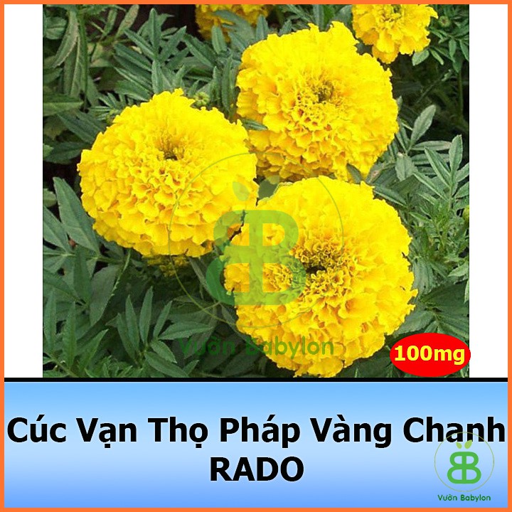 Hạt Giống Cúc Vạn Thọ Pháp Vàng Chanh 0,1G