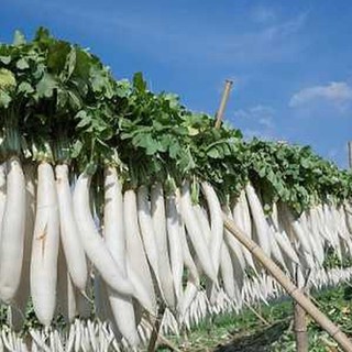 20gram HẠT GIỐNG CỦ CẢI TRẮNG