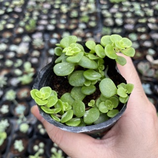 Sen đá sedum vảy cá