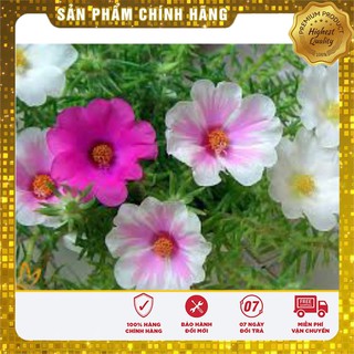 Hạt Giống Hoa Mười Giờ (30 hạt)