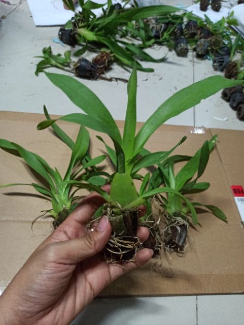 Hoa lan vũ nữ vàng cây nhú vòi hoa