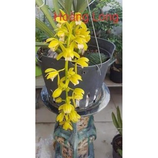 Kiếm giống các loại