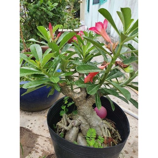 Hoa sứ đỏ.