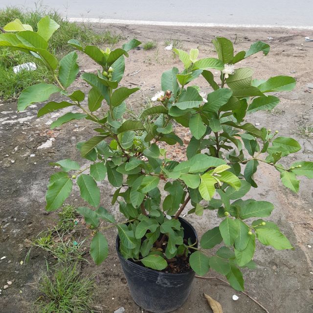 Cay ổi lê đang trái quá đẹp