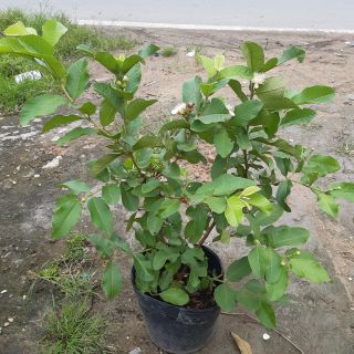 Cay ổi lê đang trái quá đẹp