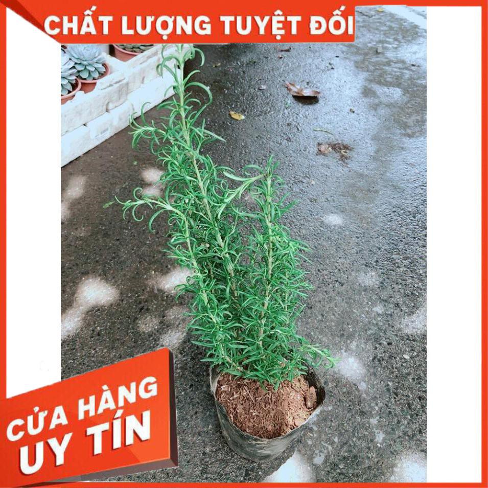 Hương Thảo Nhiều Người Mua