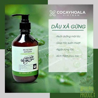 Dầu xả gừng tươi - cỏ cây hoa lá
