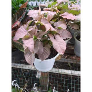 Cây trầu bà lá hồng (Hồng trầu bà)