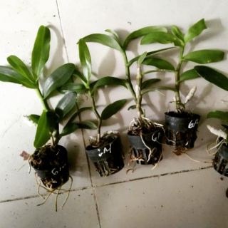 Lan Trầm 6 mắt giống