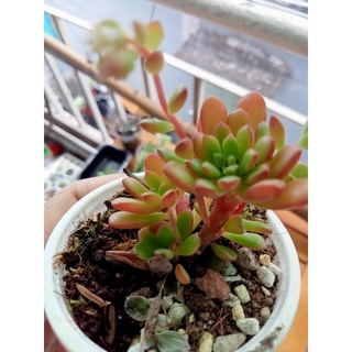 🌺 sen đá sedum ruby 🌱 free ship 🌈 sen đá ban công 🍒