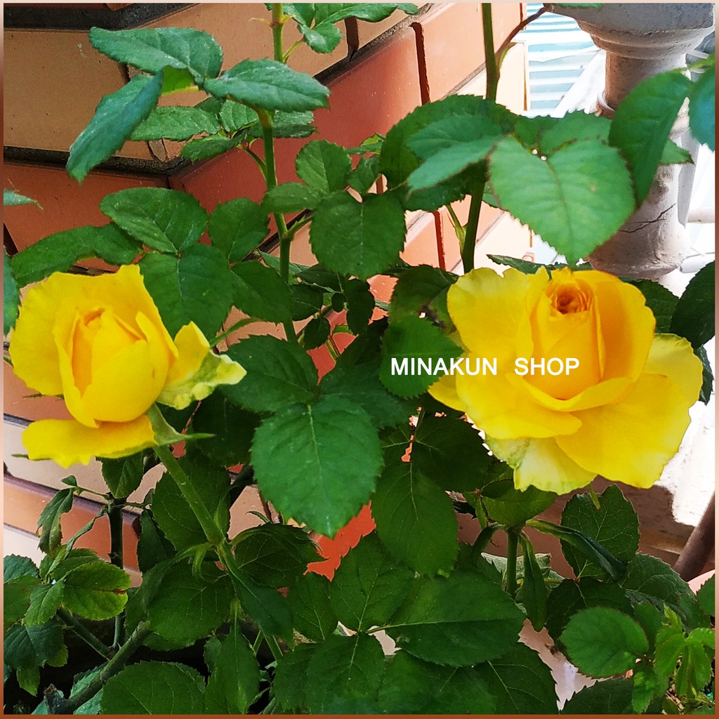 Hoa hồng ngoại Shell vàng MinaKun Shop
