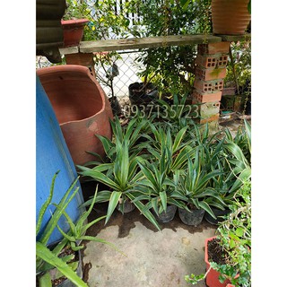 CÂY DỨA NAM MỸ