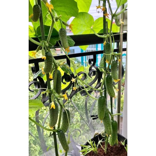 Hạt giống Dưa chuột chùm gai tự thụ phấn F1 Nga - Tỉ lệ nãy mầm >95%