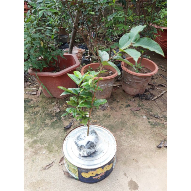 2 cây giống nho thân gỗ 12 vụ