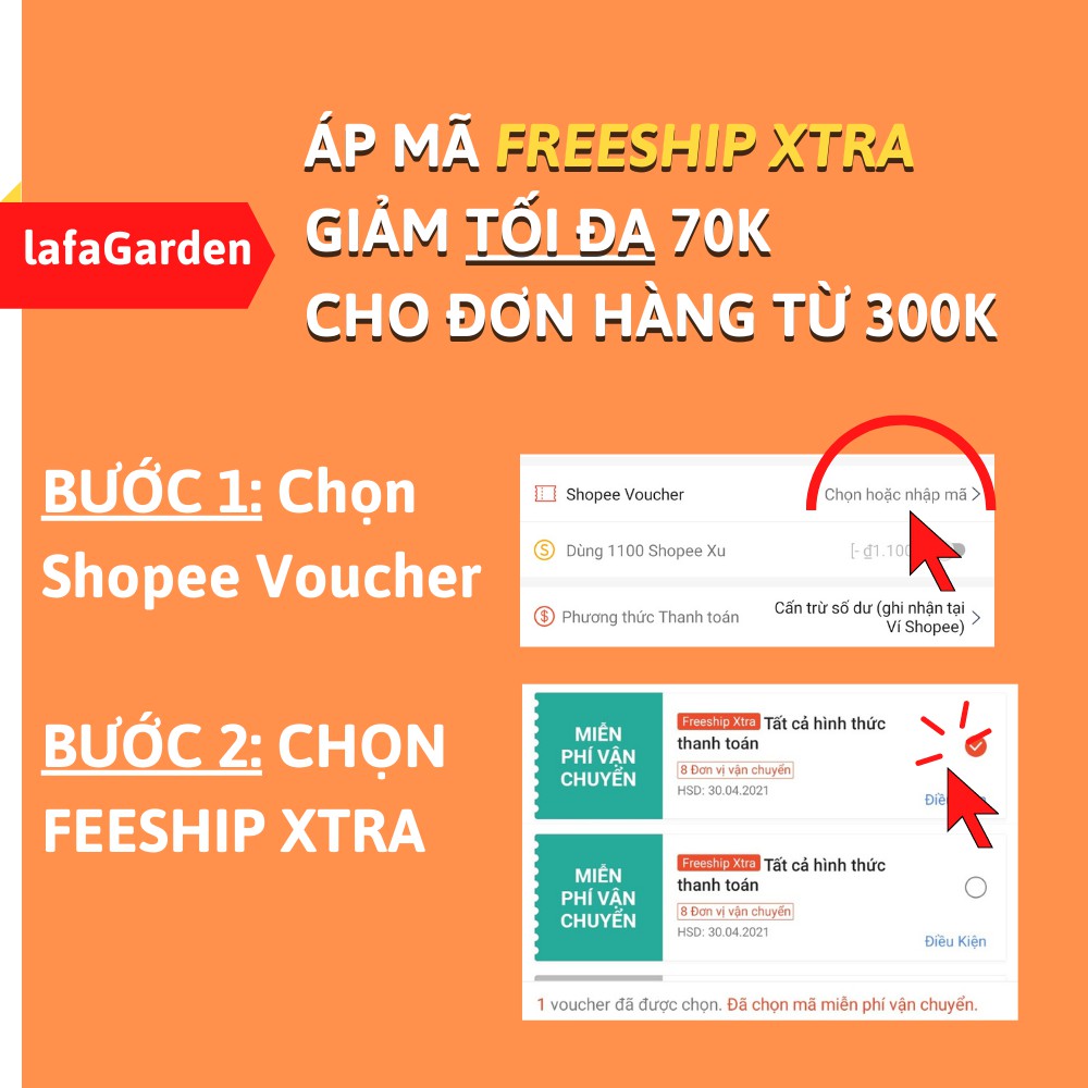 Cây ngọc bích LAFA GARDEN, đặt một cây trong nhà giúp thanh lọc không khí