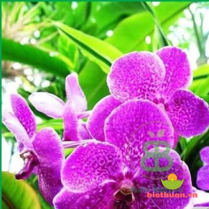 Phân bón tan chậm Nhật 13-11-1 100g