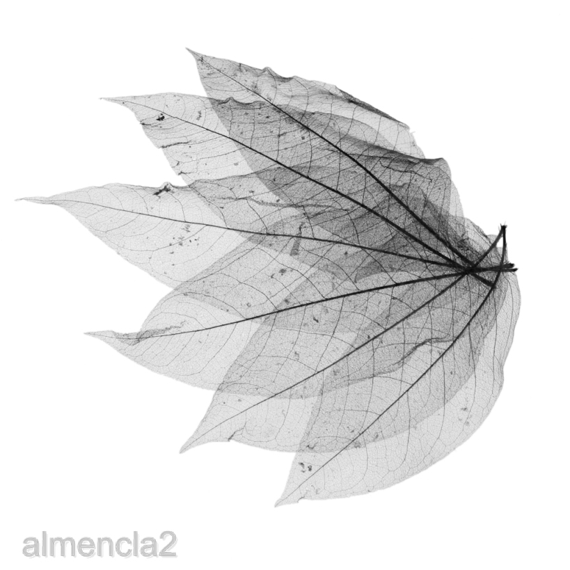 [ALMENCLA2] 100x Magnolia Skeleton Leaf Leaves for Scrapbook Craft Wedding Black Coffee