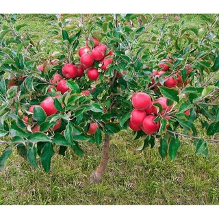 Hạt giống Cây Táo Lùn Đỏ 5 Hạt ( tặng kèm thuốc kích mầm ra rễ)