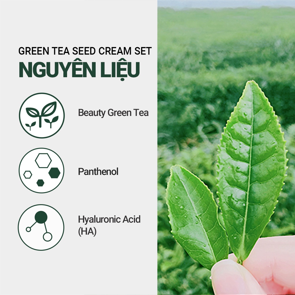 [Mã COSIF05 giảm 10% đơn 400K] (Quà tặng) Bộ dưỡng ẩm và bảo vệ da trà xanh Innisfree Green Tea Seed Set