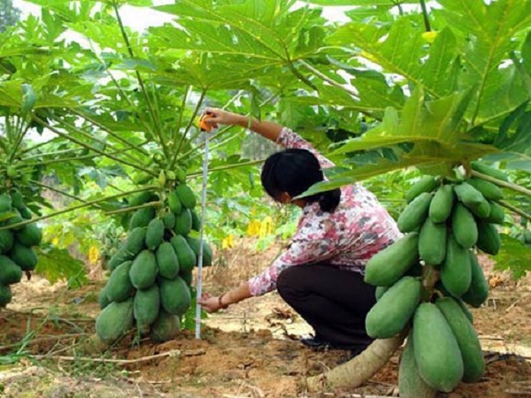 Cây ĐU ĐỦ ĐÀI LOAN giống, cây lùn, siêu quả, siêu ngọt