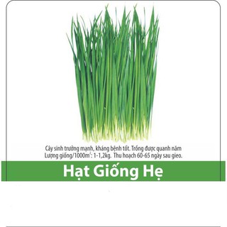 Hạt giống hẹ cao sản, chất lượng cao 1gr