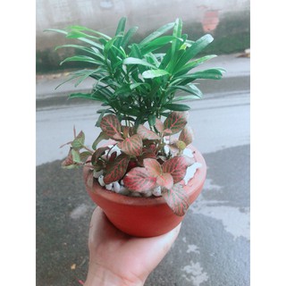 Chậu Cây Tùng Vạn Niên +Cẩm Nhung (lá may mắn)