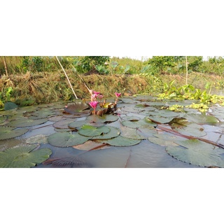 10 củ bông súng đà lạt
