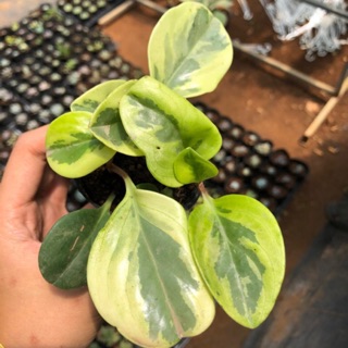 Lá Trường Sinh cẩm thạch (8*8)