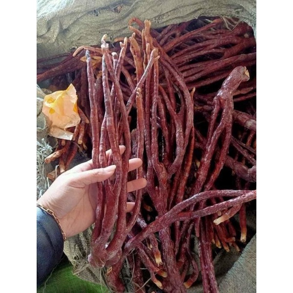 NẤM LINH CHI SỪNG HƯƠU TÂY BẮC