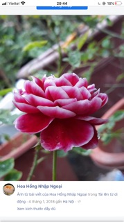 Cây giống hoa hồng