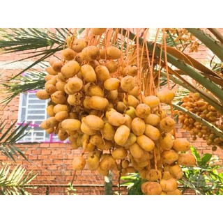 Cây giống chà là trái ngọt, thơm ngon-Cây hoa kiểng Đồng Tháp