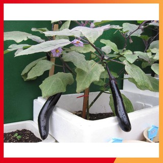 Hạt giống cà tím dài năng suất