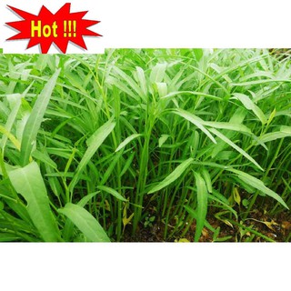 Giống rau muống (100g)