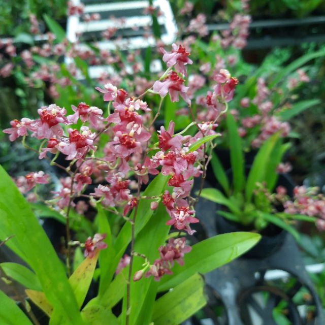 Vũ nữ hồng lâu mộng