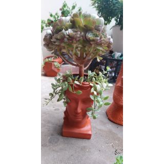 Chậu đất nung nữ 19×16×23