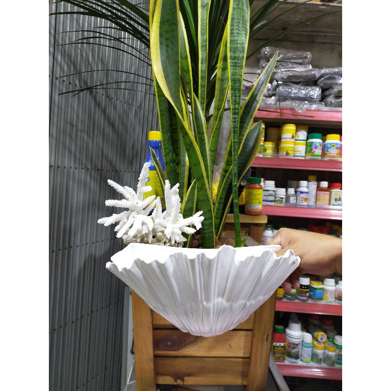chậu ốp tường áp tường treo tường trồng cây hình sò 3 tấc (kt 30x16x11cm)