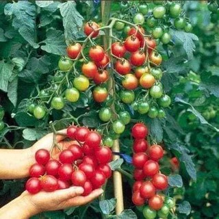 Hạt giống cà chua chuỗi ngọc chuẩn f1
