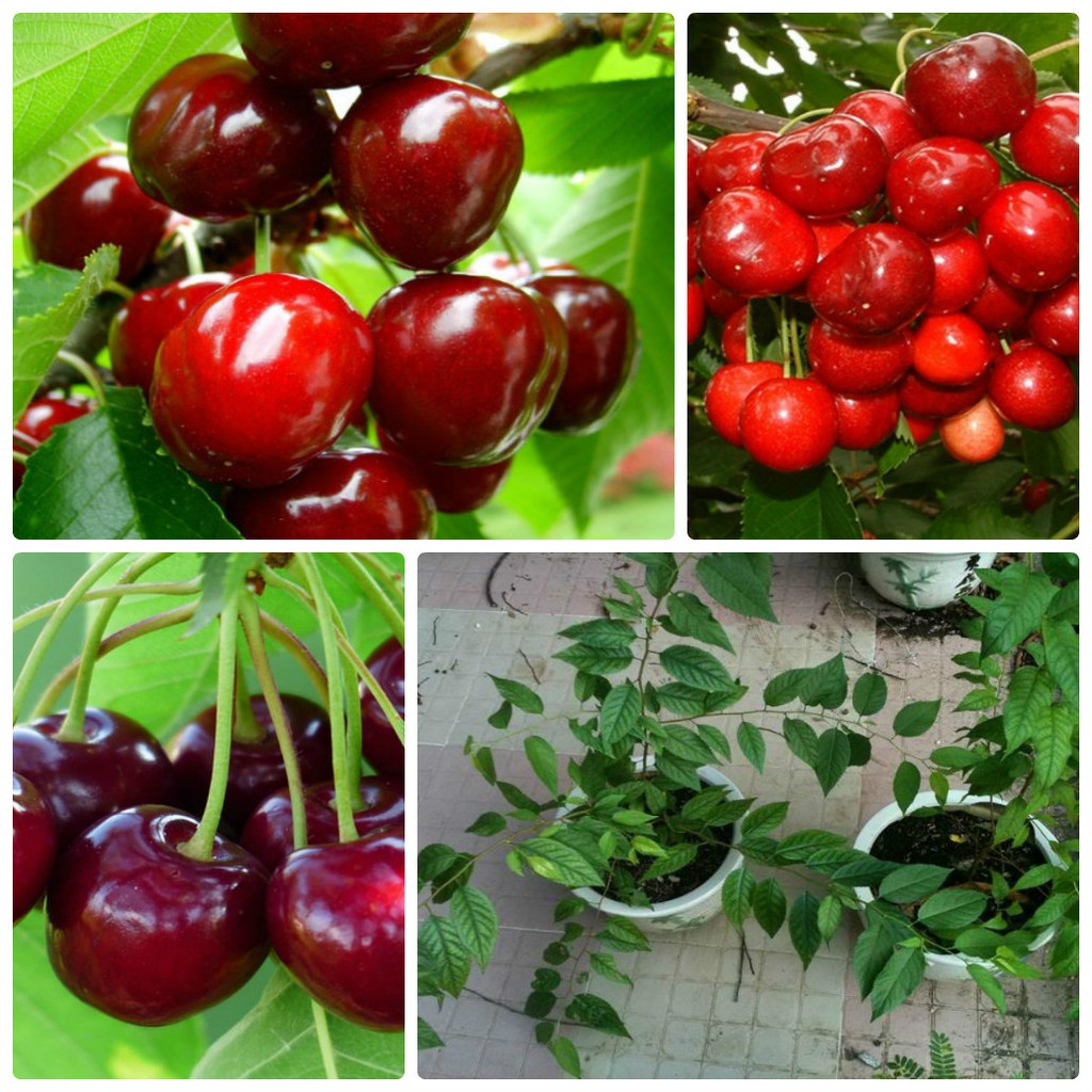 10 hạt giống quả cherry đỏ sai quả