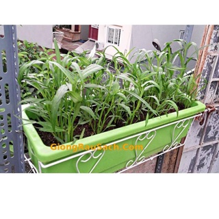 Chậu Nhựa Dài Thông Minh Size đủ size kèm móc treo chậu (ảnh thật)