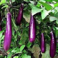 Hạt giống cà tím F1 loại siêu trái dễ trồng kháng sâu bệnh năng xuất cao [ gói 50gram,100gram,200gram ]