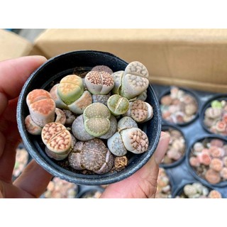 SEN MÔNG-THẠCH LAN-LITHOP
