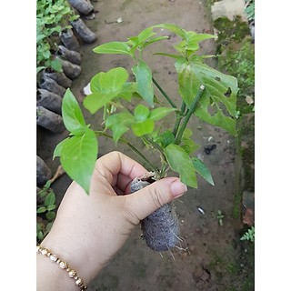 Combo 5 Cây Lá Cẩm Tím (lá tạo màu tím cho xôi -bánh-chè)